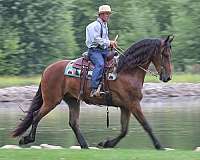 ridden-western-friesian-horse