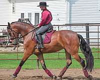 sporthorse-friesian-horse