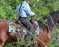 sport-friesian-horse