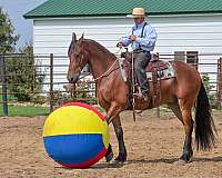 trail-friesian-horse