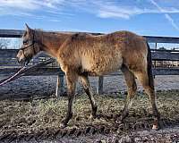 none-horse