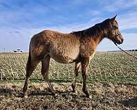 dun-w-blk-points-none-horse