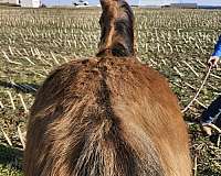 all-around-quarter-horse