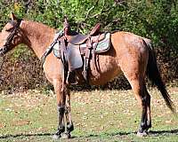 all-around-quarter-horse