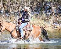 athletic-quarter-horse