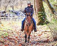beginner-quarter-horse
