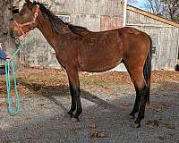appaloosa-cross-gelding