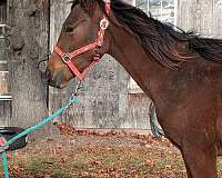bay-appaloosa-quarter-horse