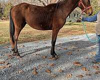 appaloosa-cross-appaloosa-quarter-horse