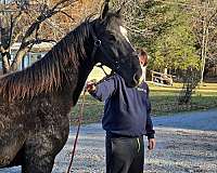 dutch-harness-friesian-horse