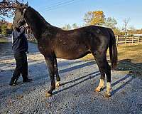 young-yearling