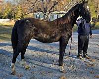 driving-horse-yearling