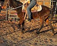drives-hackney-pony