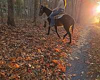 mare-hackney-pony