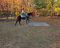 rides-hackney-pony