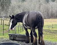 black-blagdon-horse