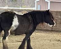 black-gypsy-vanner-mare