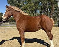 sorrel-belgian-gelding
