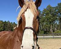18-hand-belgian-gelding