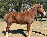 sorrel-gelding-for-sale