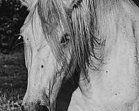 black-percheron-foal
