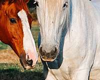breeding-percheron-horse