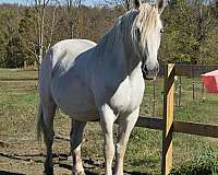 draft-percheron-horse