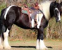 all-around-gypsy-vanner-horse