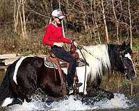 athletic-gypsy-vanner-horse