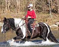 beginner-gypsy-vanner-horse
