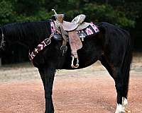 all-around-thoroughbred-horse