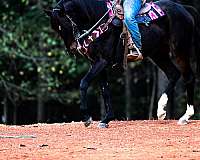barrel-thoroughbred-horse