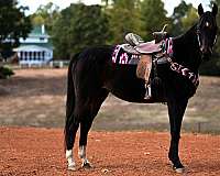 barrel-racing-thoroughbred-horse
