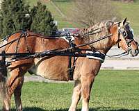 buckskin-none-pony