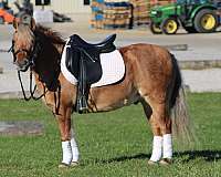 athletic-quarter-pony