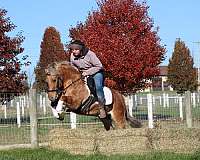 beginner-quarter-pony
