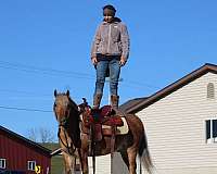 companion-quarter-pony