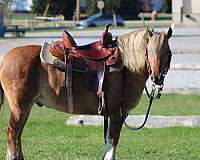 driving-quarter-pony