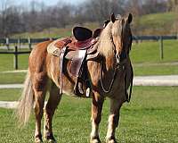 english-pleasure-quarter-pony