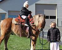 kid-safe-quarter-pony