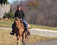 lesson-quarter-pony