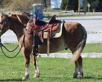 pleasure-driving-quarter-pony