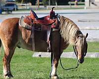 ridden-english-quarter-pony