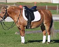 school-quarter-pony