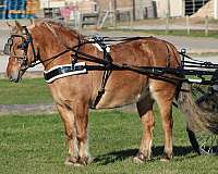 all-around-quarter-pony
