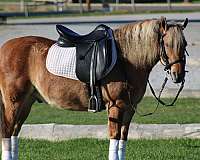 harness-quarter-pony