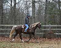 arena-kentucky-mountain-horse