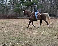 awesome-kentucky-mountain-horse