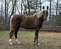 barefoot-kentucky-mountain-horse