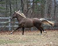bred-kentucky-mountain-horse